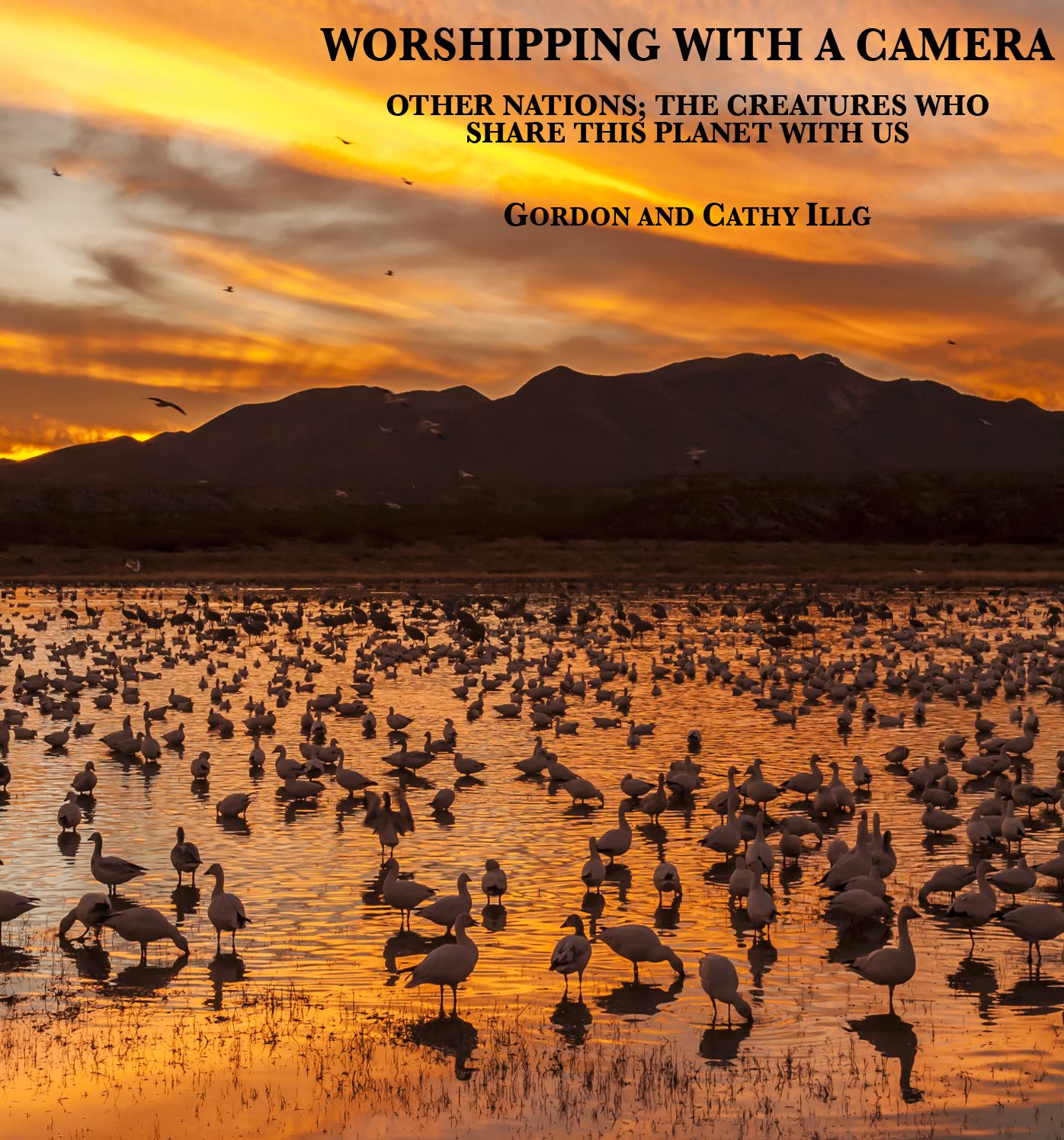 Worshipping with a Camera: Other Nations; The Creatures Who Share This Planet With Us