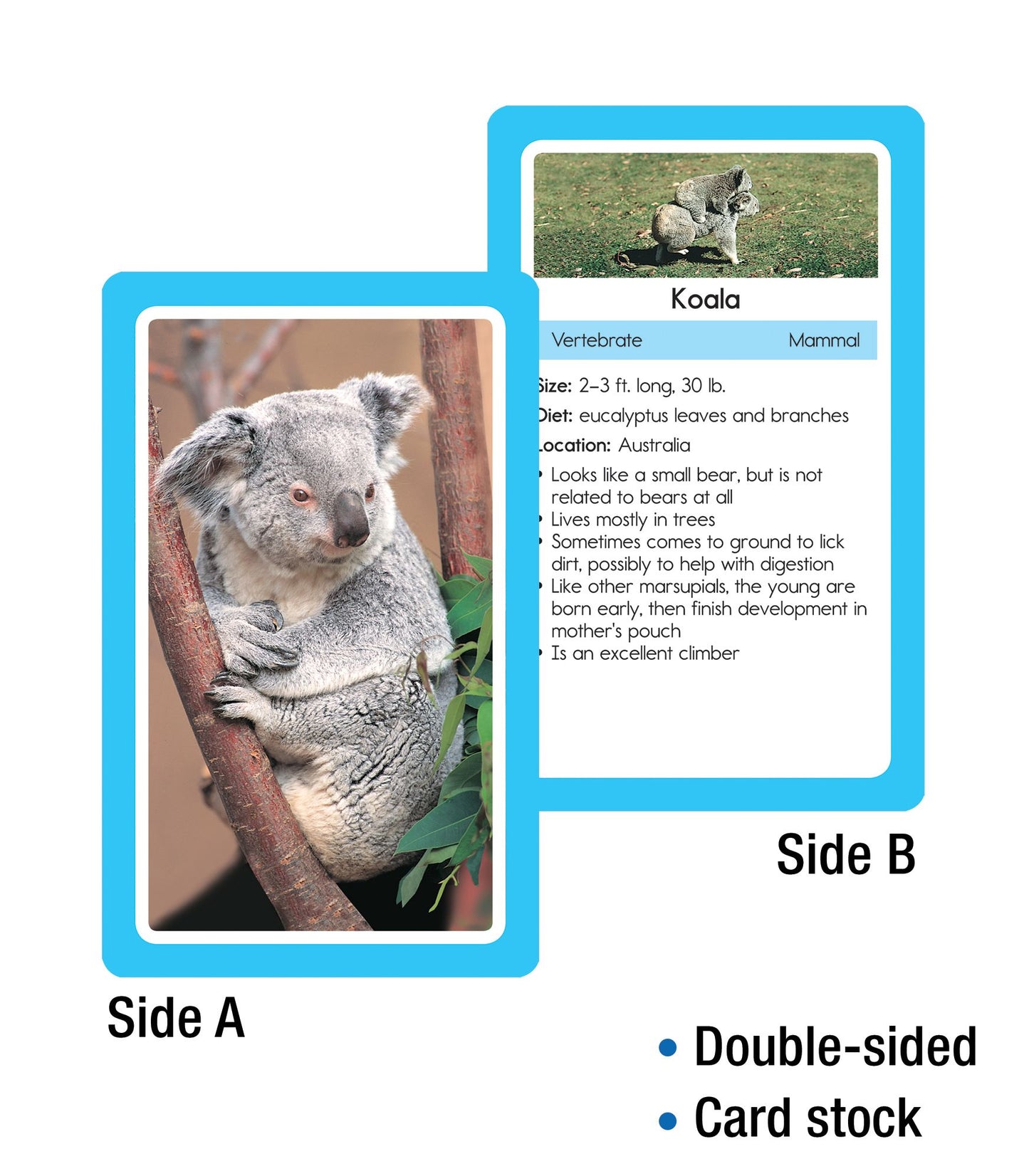 Animals: 54 Flash Cards