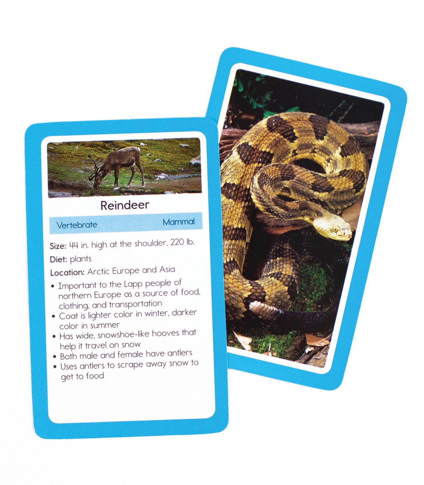 Animals: 54 Flash Cards