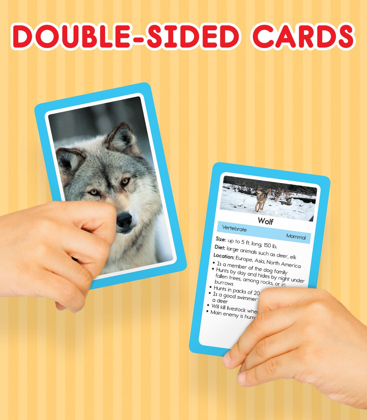 Animals: 54 Flash Cards
