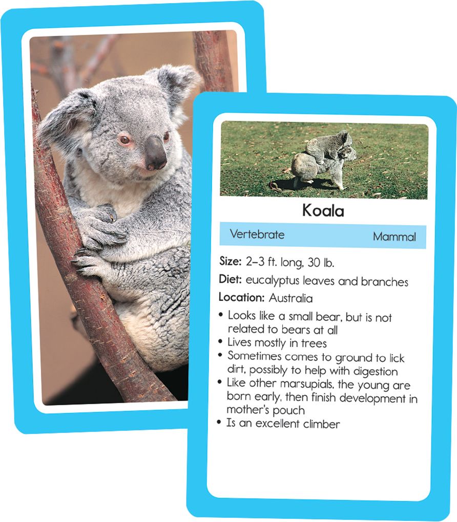 Animals: 54 Flash Cards
