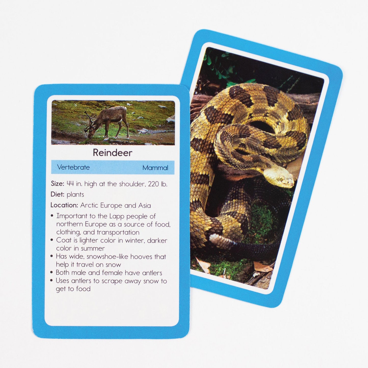 Animals: 54 Flash Cards