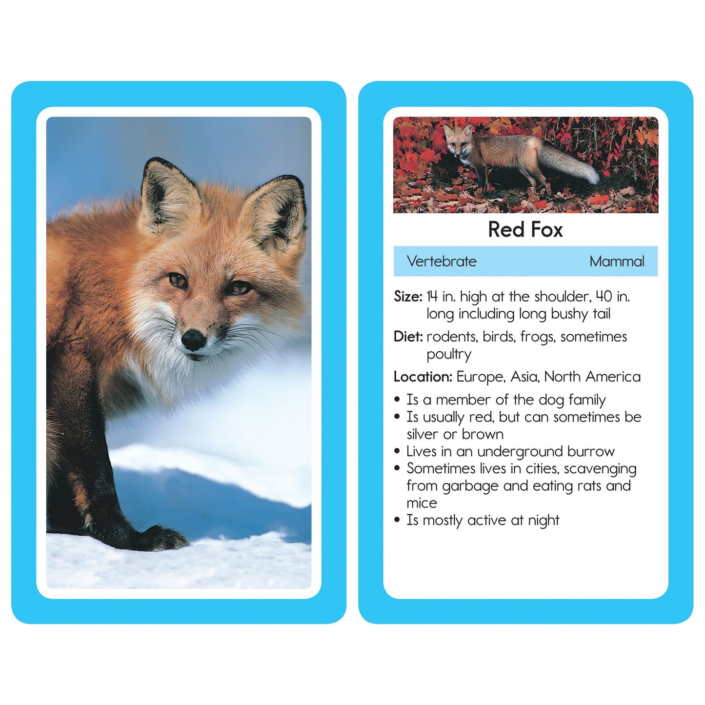 Animals: 54 Flash Cards