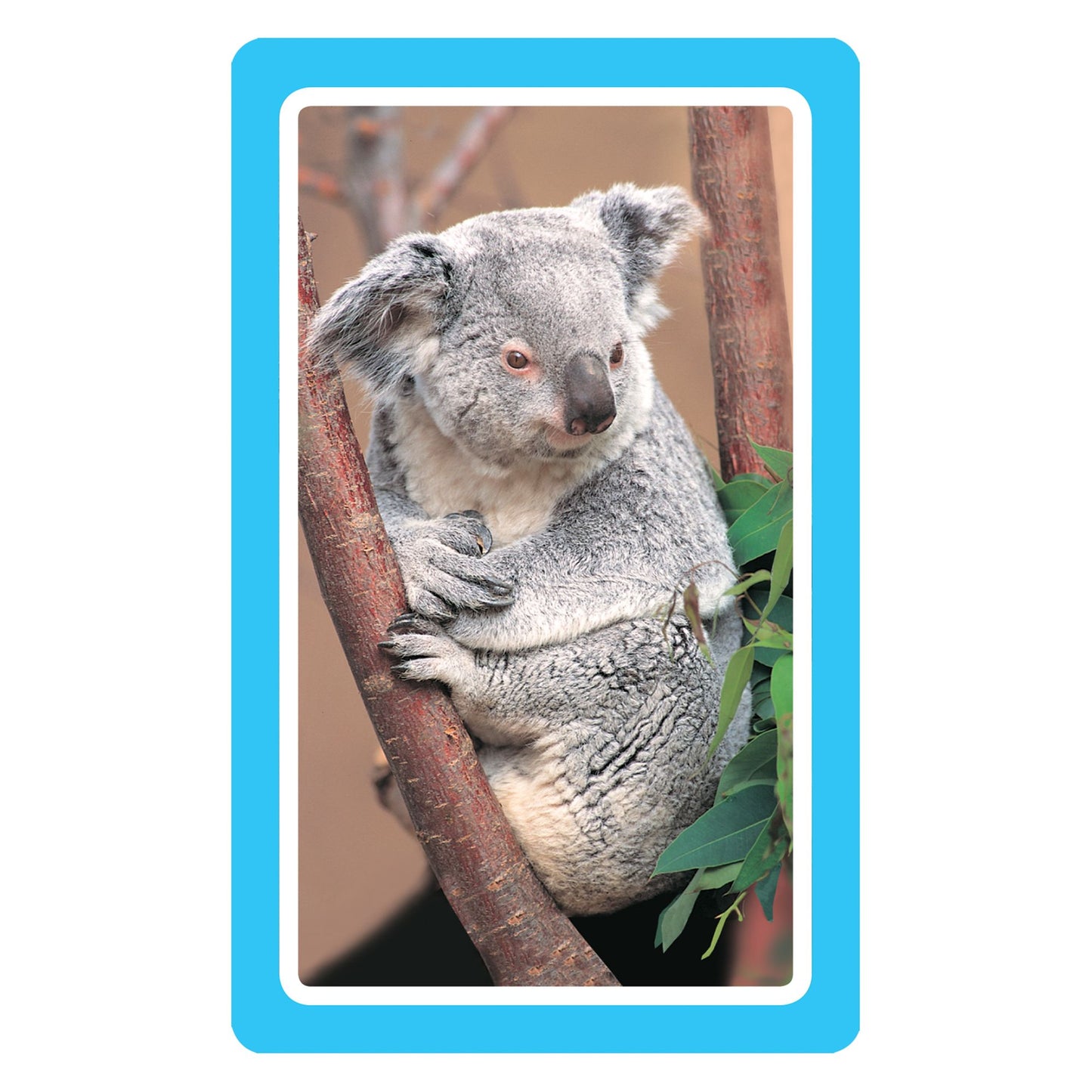 Animals: 54 Flash Cards