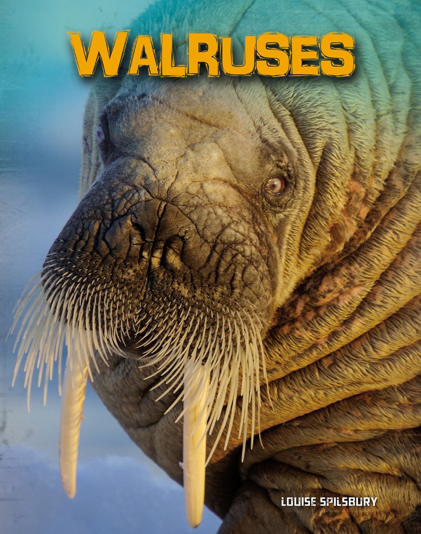 Walruses