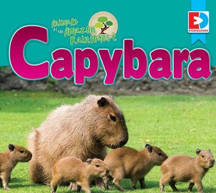 Animals of the Amazon Rainforest: Capybara