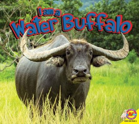 Water Buffalo