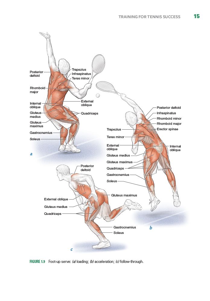 Tennis Anatomy