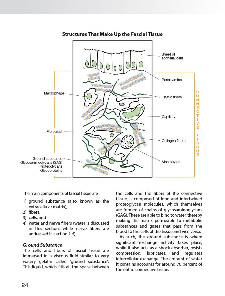 Myofascial Training: Intelligent Movement for Mobility, Performance, and Recovery