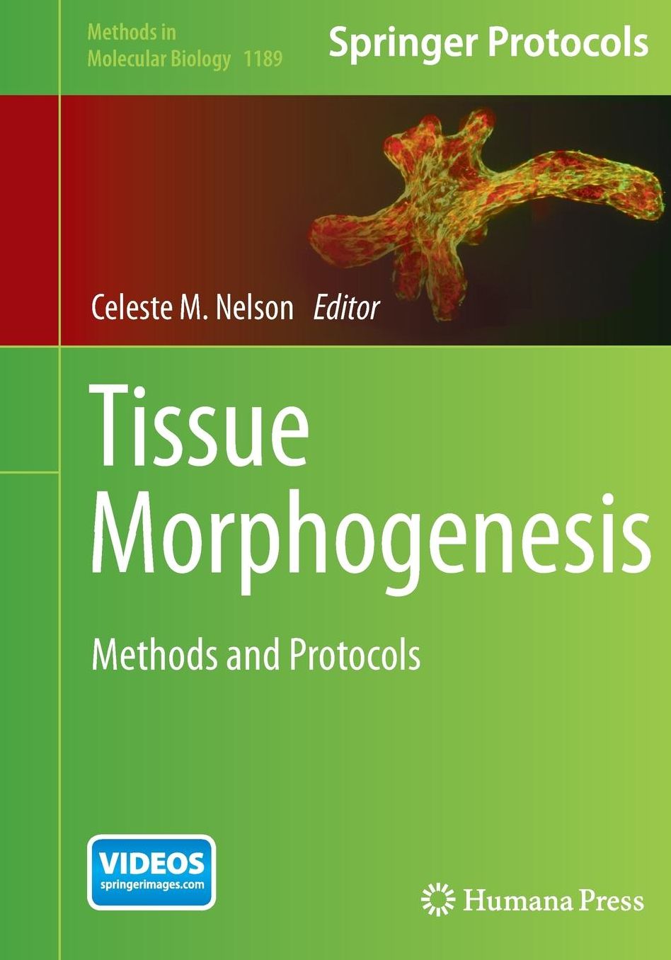 Tissue Morphogenesis: Methods and Protocols