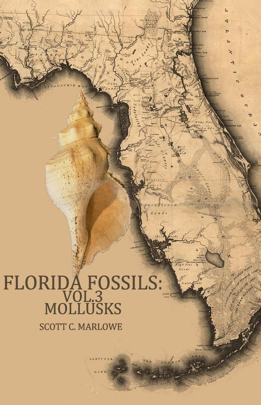 Florida Fossils: Mollusks