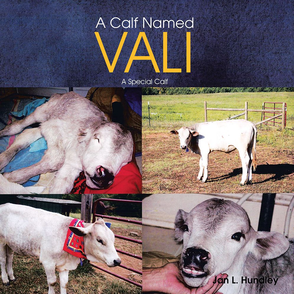 A Calf Named Vali: A Special Calf
