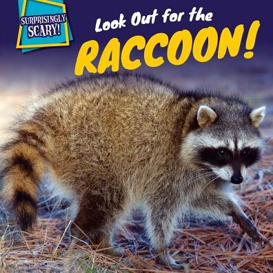 Look Out for the Raccoon!