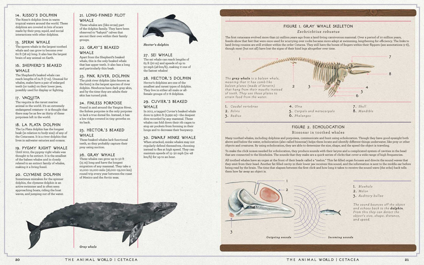 The Animal World: The Amazing Connections and Diversity Found in the Animal Family Tree