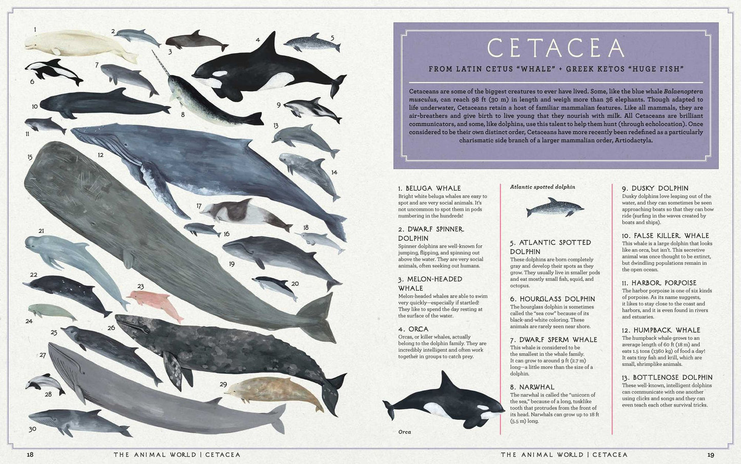 The Animal World: The Amazing Connections and Diversity Found in the Animal Family Tree