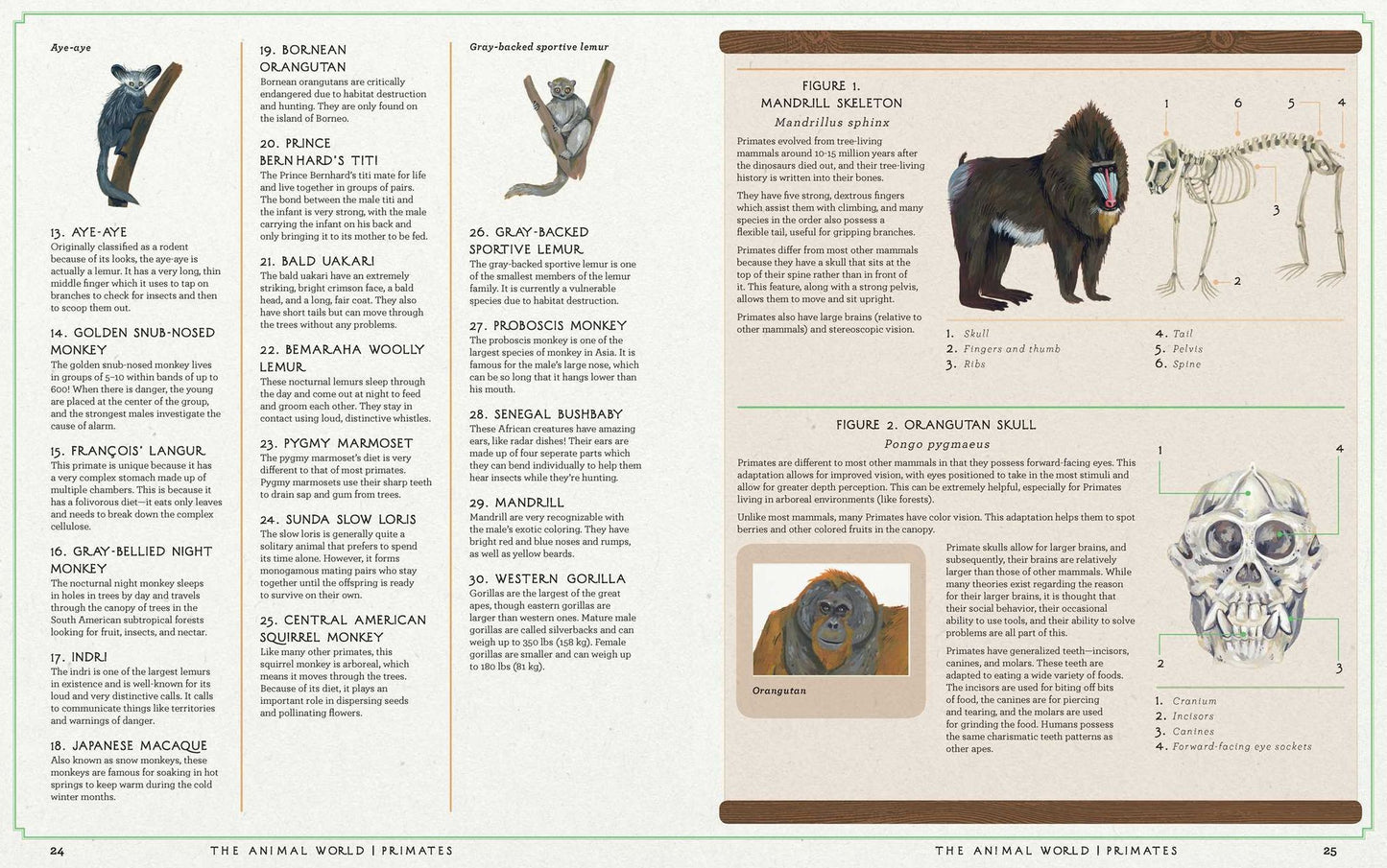 The Animal World: The Amazing Connections and Diversity Found in the Animal Family Tree