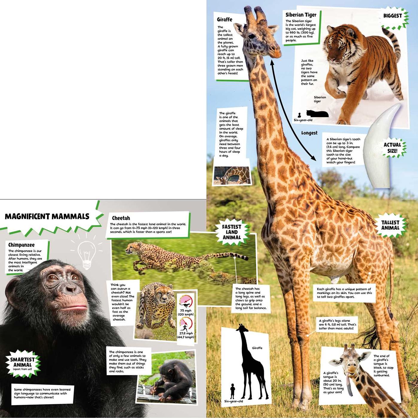 My Book of Amazing Animals