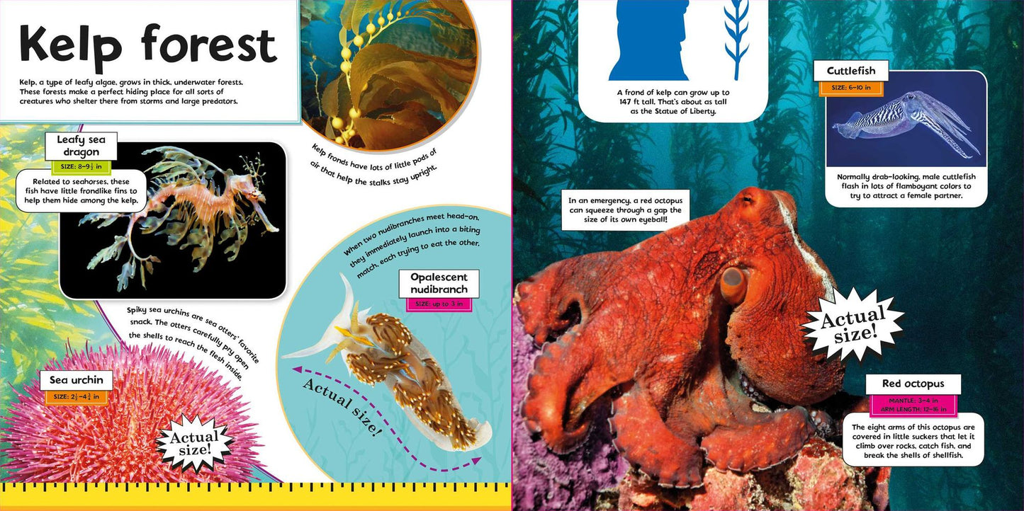 Ocean Animals