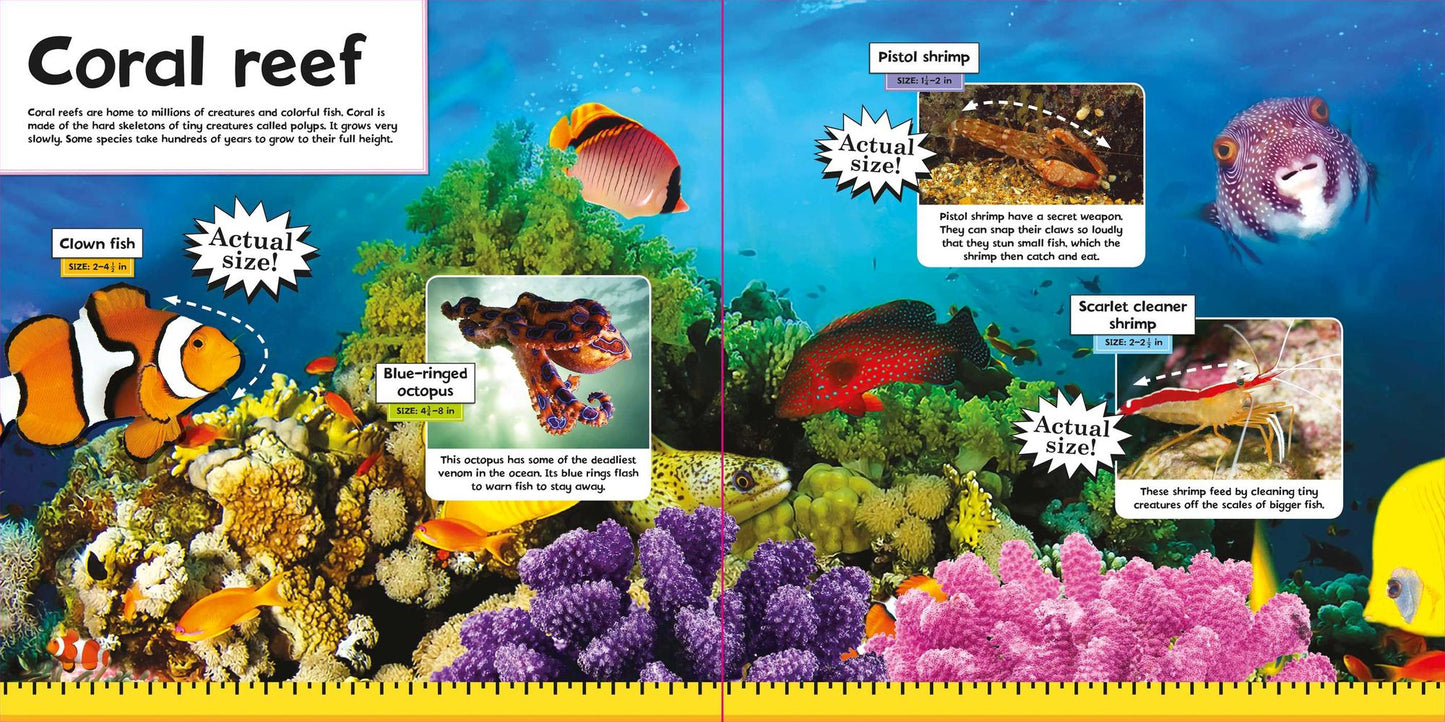 Ocean Animals