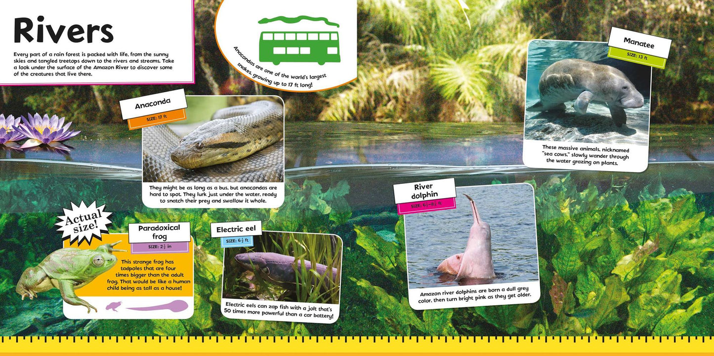 Jungle Animals