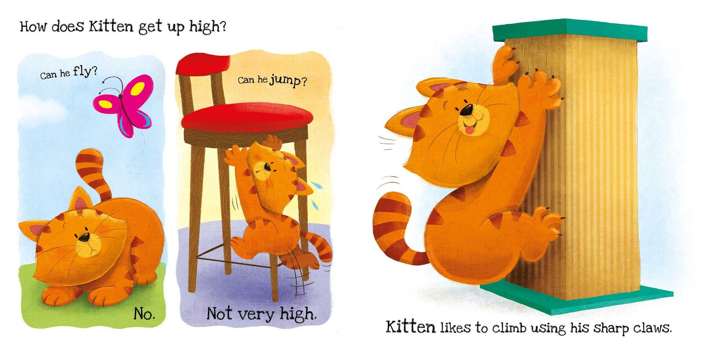 What Does Kitten Like?: Touch & Feel Board Book