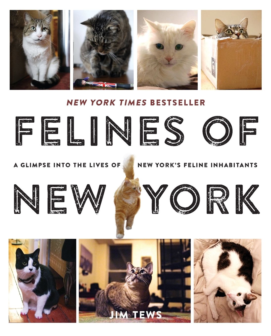 Felines of New York: A Glimpse Into the Lives of New York's Feline Inhabitants