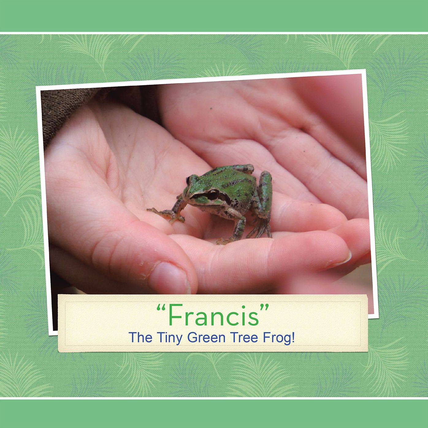 "Francis": The Tiny Green Tree Frog!