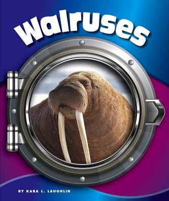 Walruses