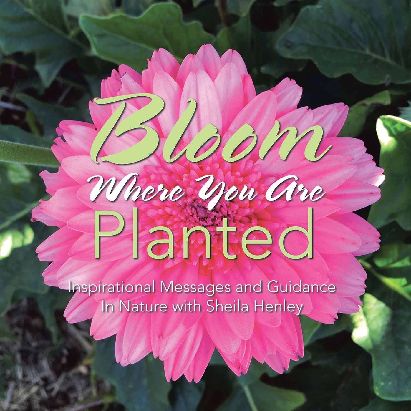 Bloom Where You Are Planted: Inspirational Messages and Guidance in Nature with Sheila Henley