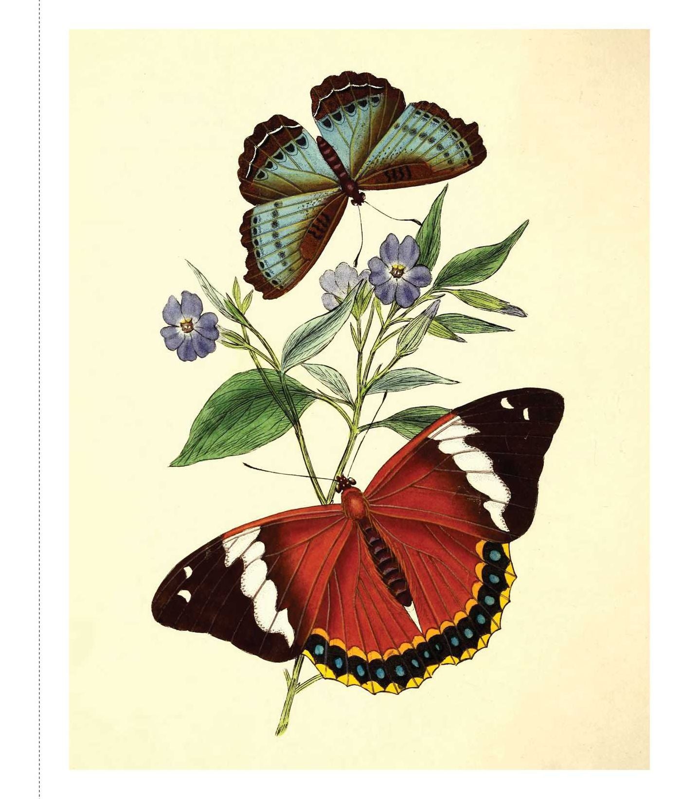 Instant Wall Art - Butterfly Botanical Prints: 45 Ready-to-Frame Vintage Illustrations for Your Home Decor