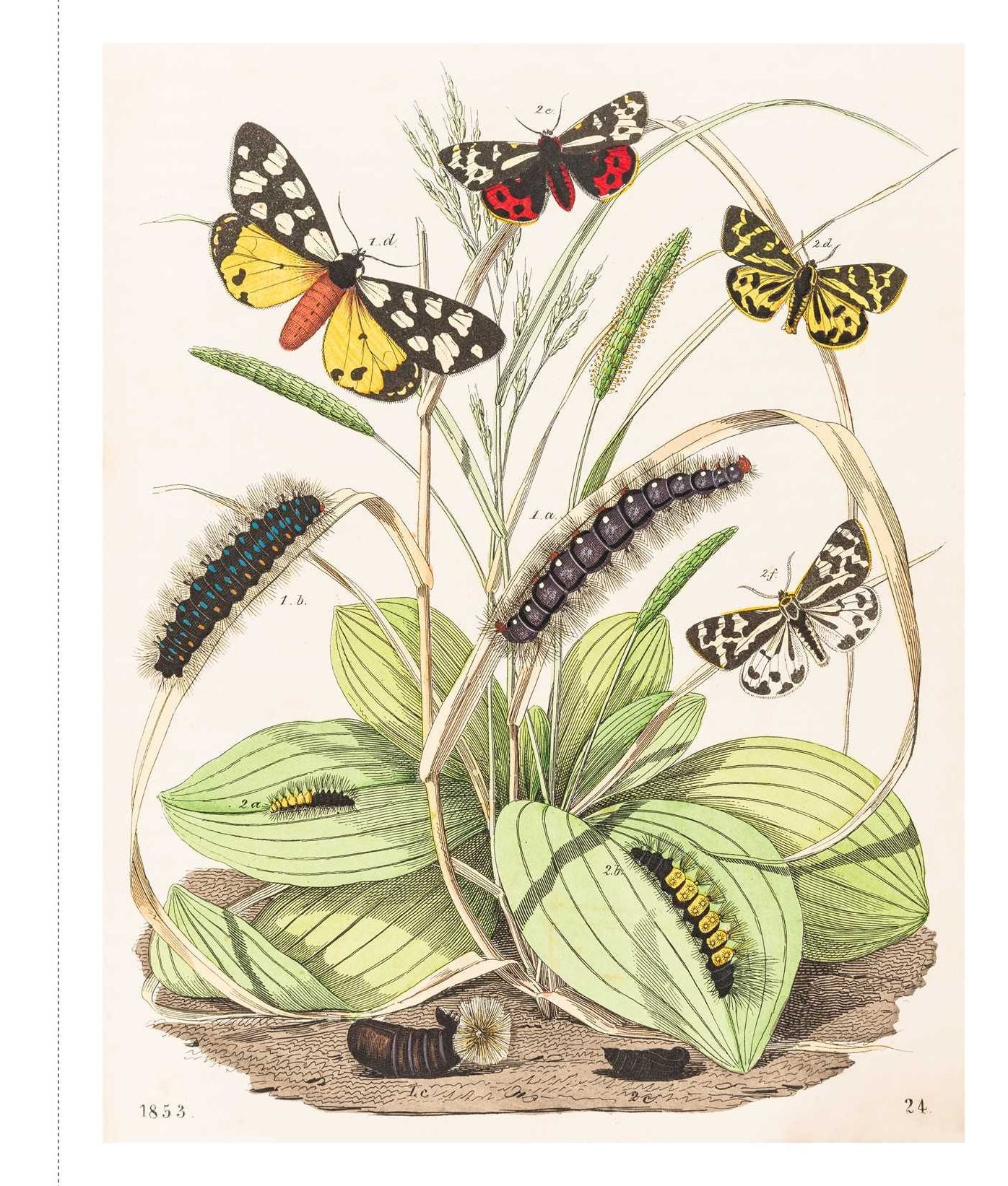 Instant Wall Art - Butterfly Botanical Prints: 45 Ready-to-Frame Vintage Illustrations for Your Home Decor