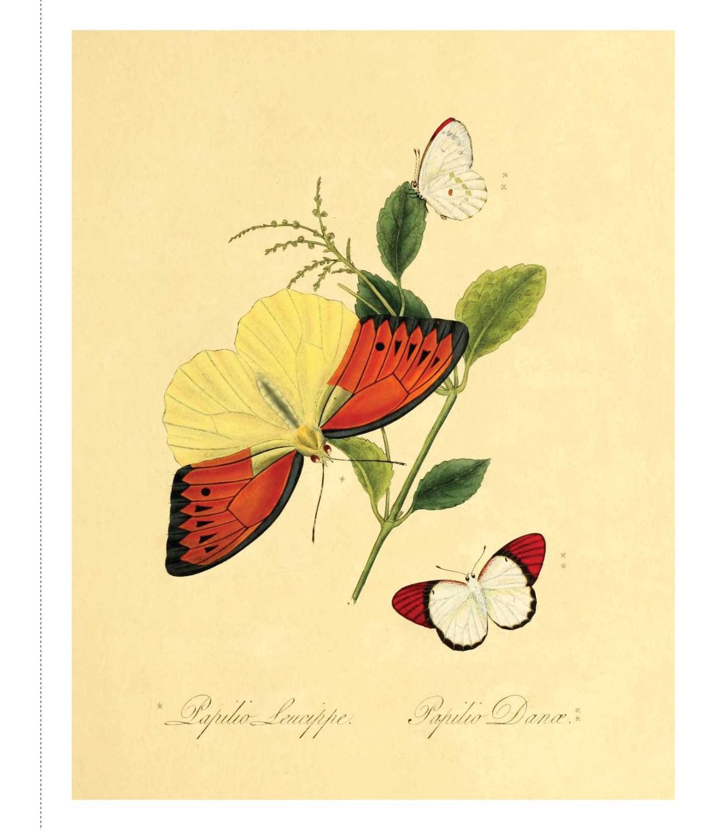 Instant Wall Art - Butterfly Botanical Prints: 45 Ready-to-Frame Vintage Illustrations for Your Home Decor