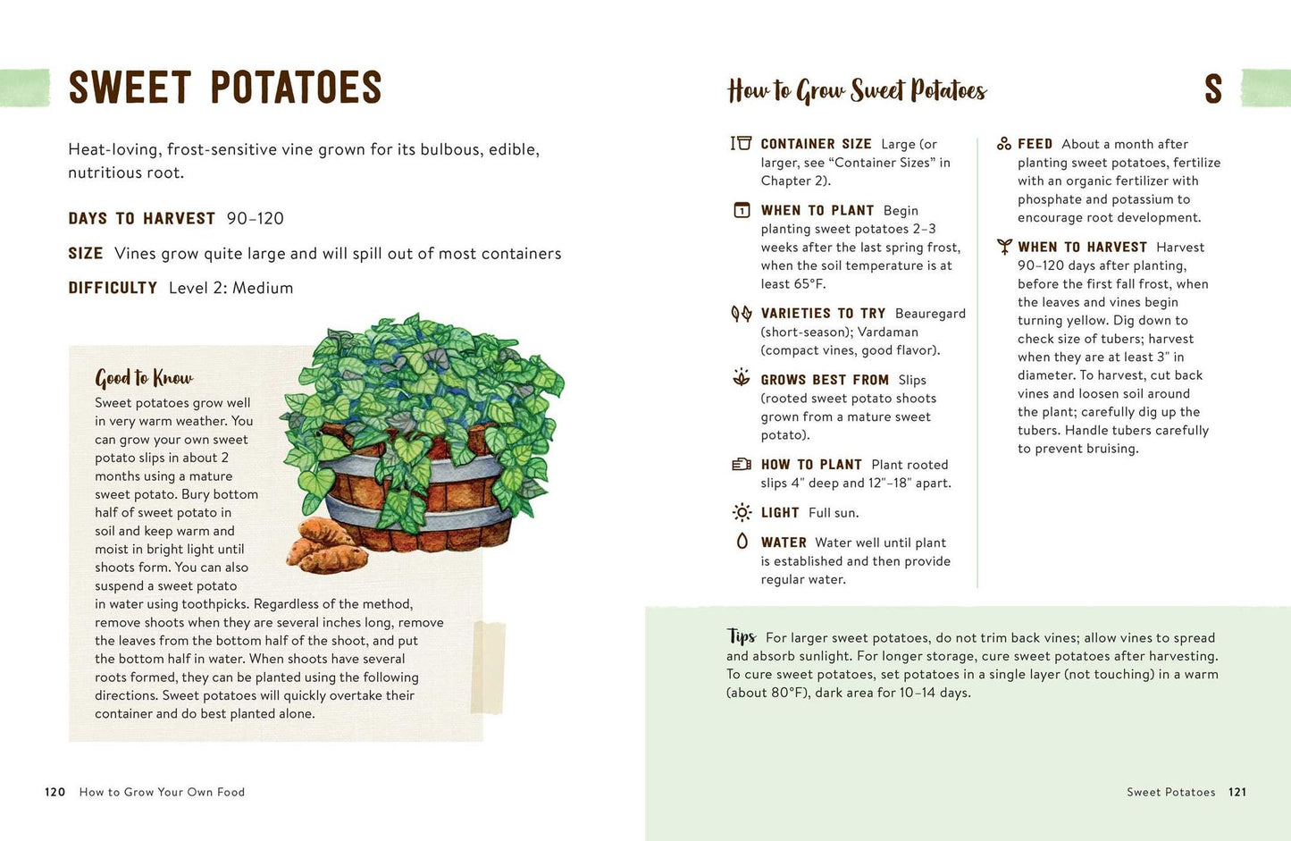How to Grow Your Own Food: An Illustrated Beginner's Guide to Container Gardening