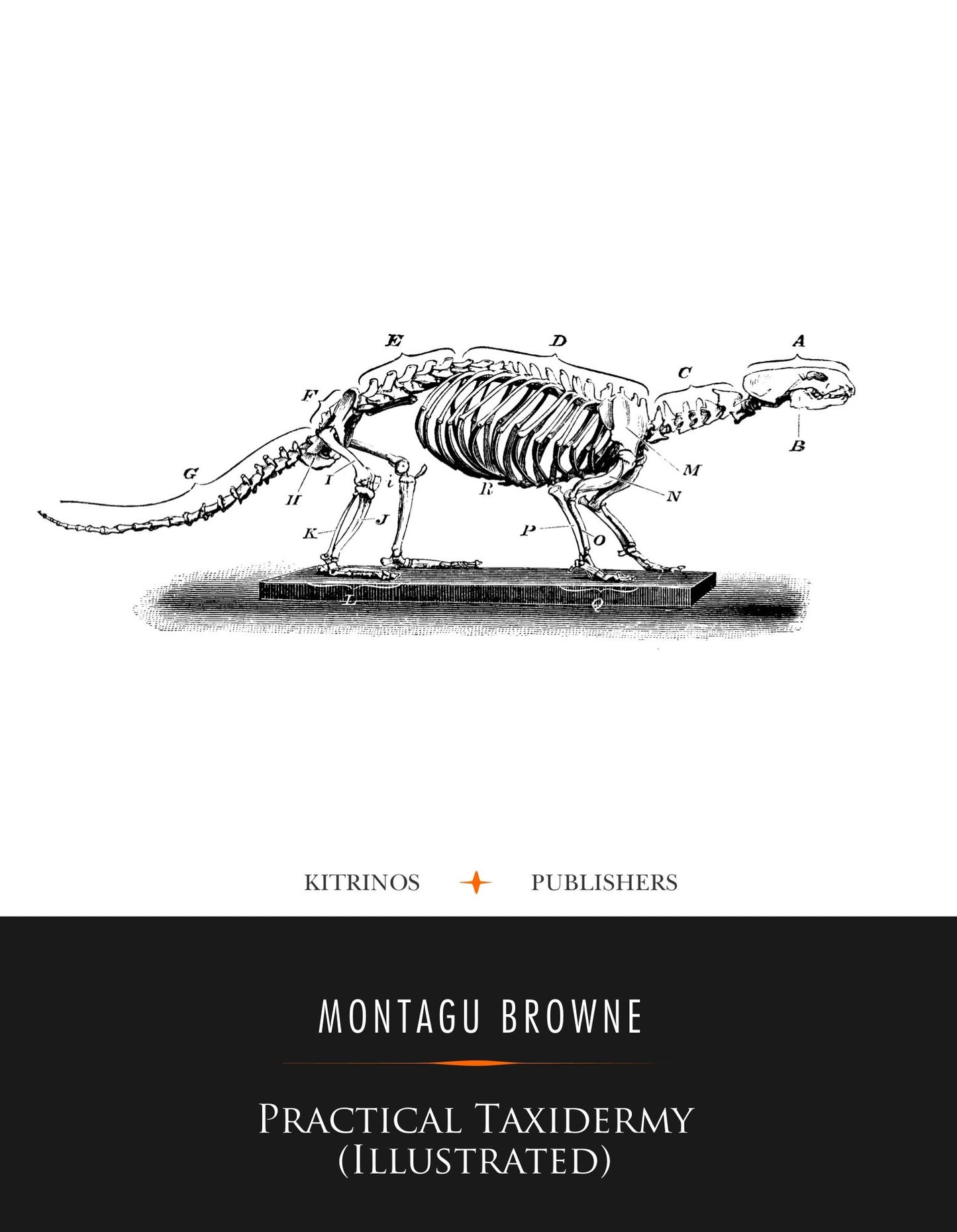 Practical Taxidermy (Illustrated)