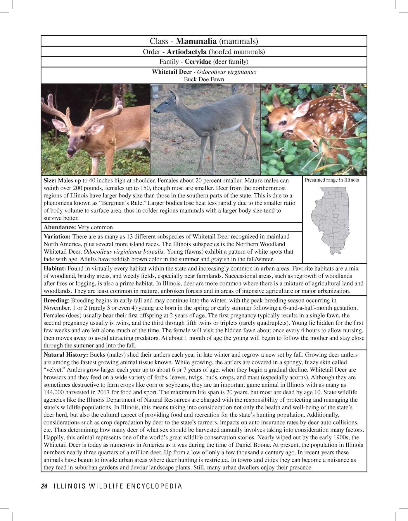 Illinois Wildlife Encyclopedia : An Illustrated Guide to Birds, Fish, Mammals, Reptiles, and Amphibians