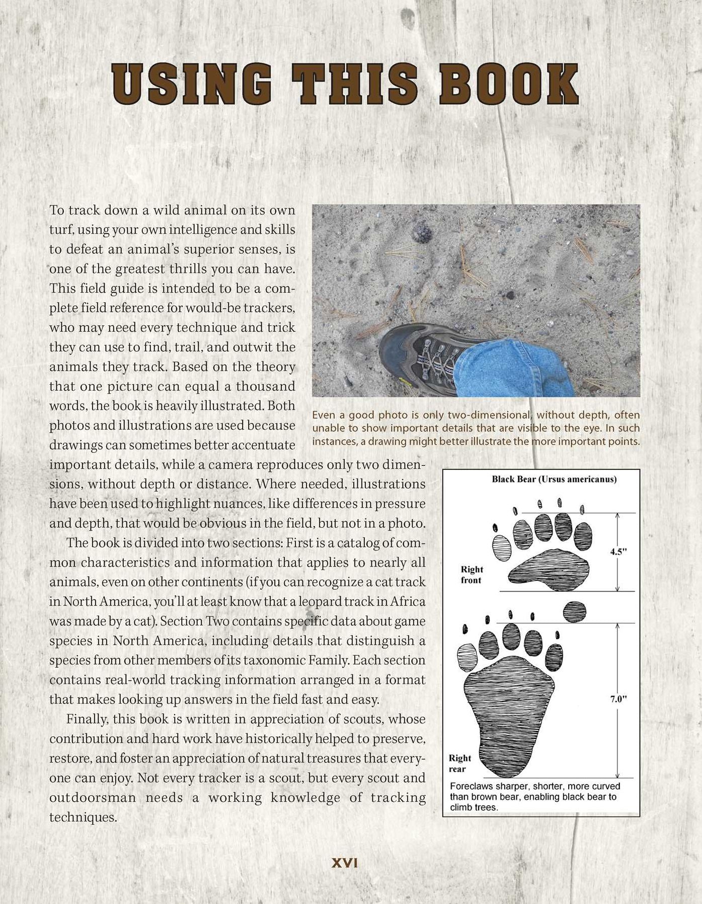 Scouting's Guide to Tracking: An Official Boy Scouts of America Handbook: Essential Skills for Identifying and Trailing Animals