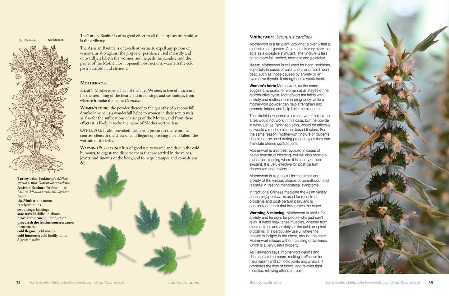 The Herbalist's Bible: John Parkinson's Lost Classic Rediscovered