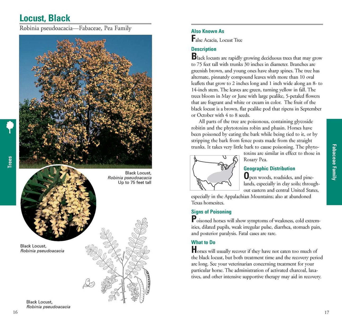 Horse Owner's Guide to Toxic Plants : Identifications, Symptoms, and Treatments