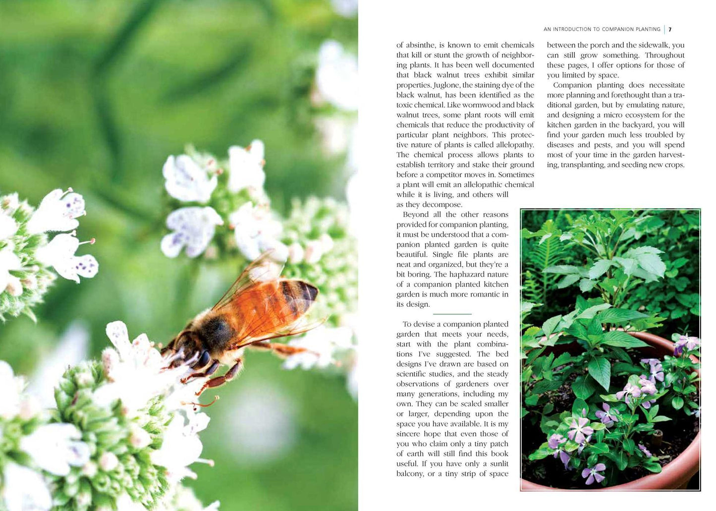 Companion Planting: Organic Gardening Wisdom for Healthier, Happier Plants