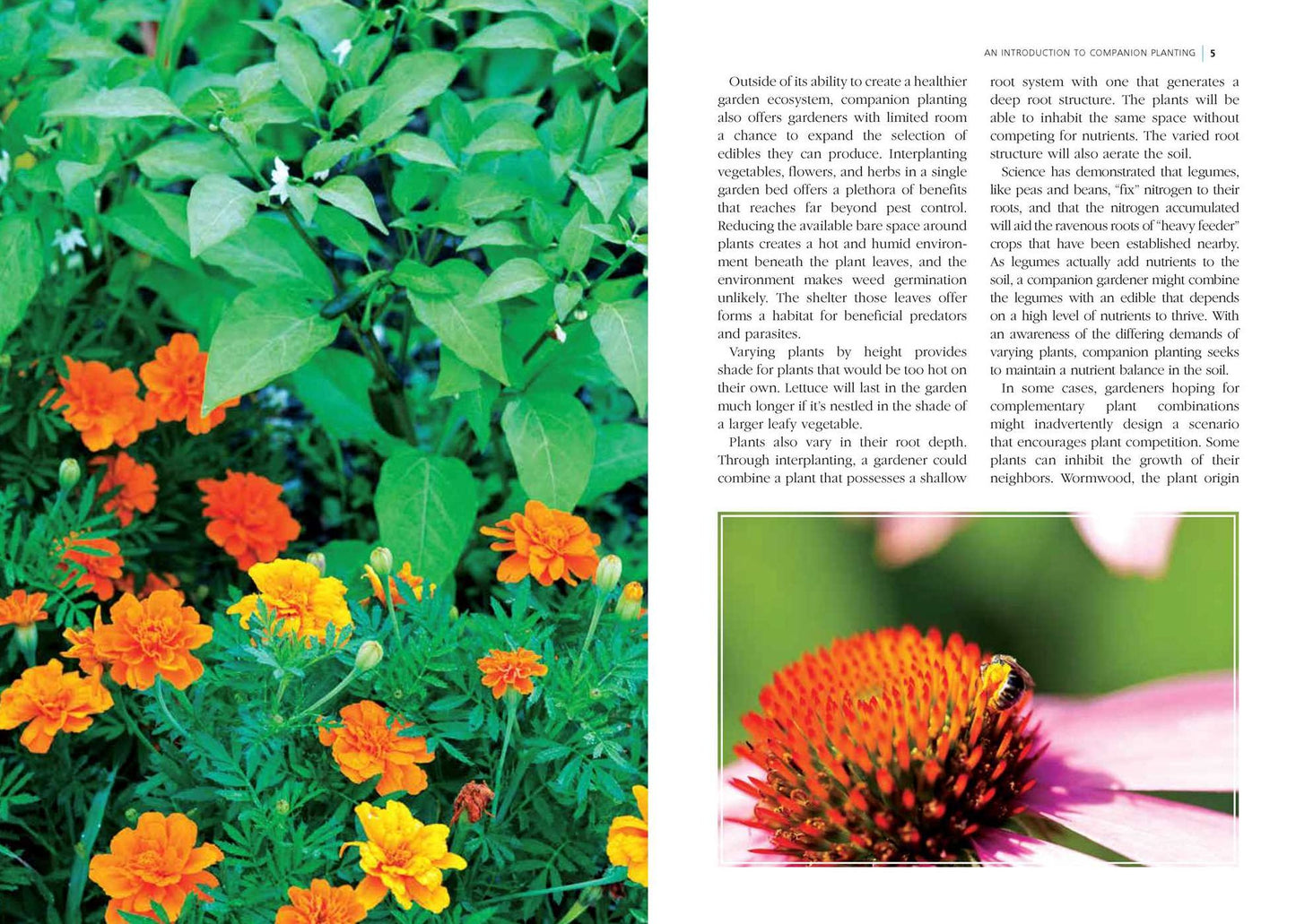 Companion Planting: Organic Gardening Wisdom for Healthier, Happier Plants