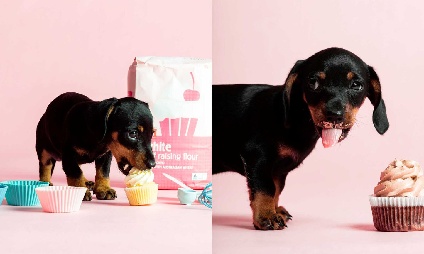 Healthy Homemade Dog Treats: More than 70 Simple & Delicious Treats for Your Furry Best Friend