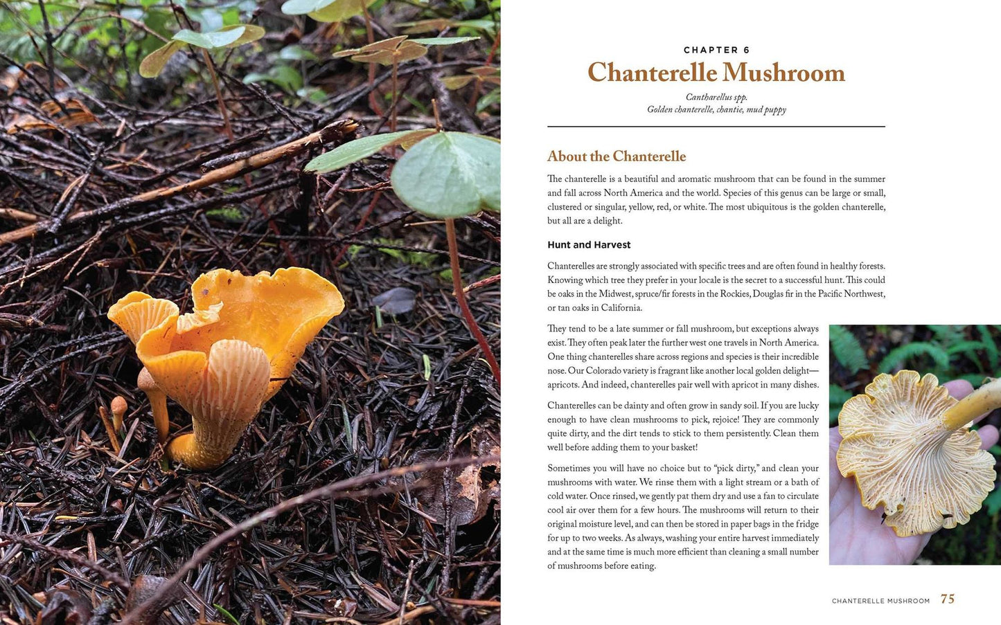 The Wild Mushrooms: How to Find, Store, and Prepare Foraged Mushrooms