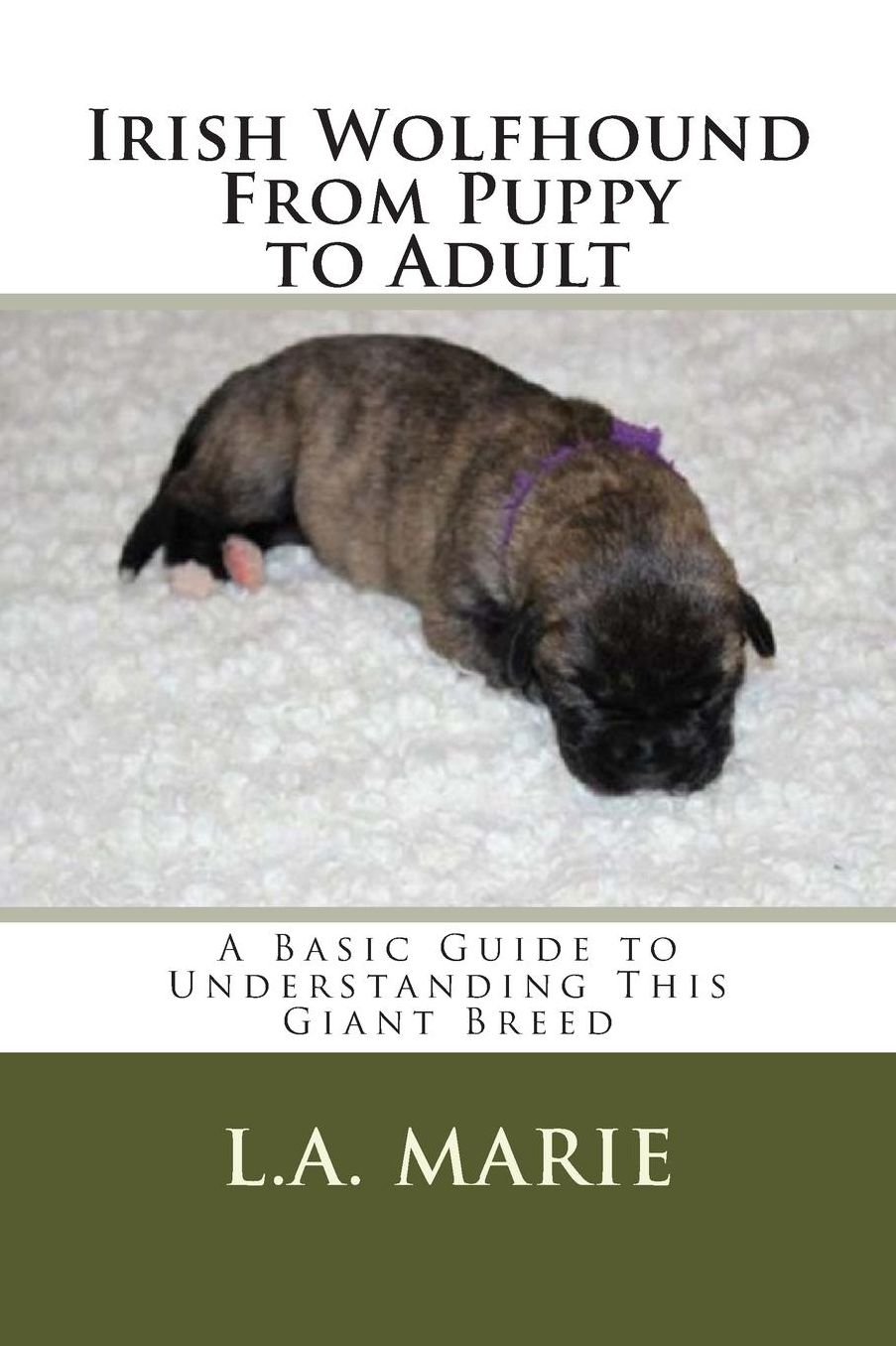 Irish Wolfhound From Puppy to Adult: A Basic Guide to Understanding This Giant Breed