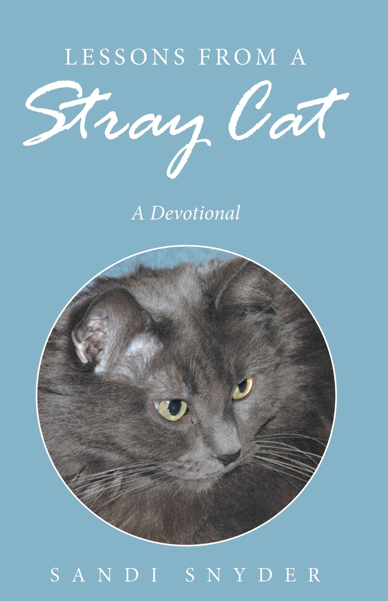 Lessons from a Stray Cat: A Devotional