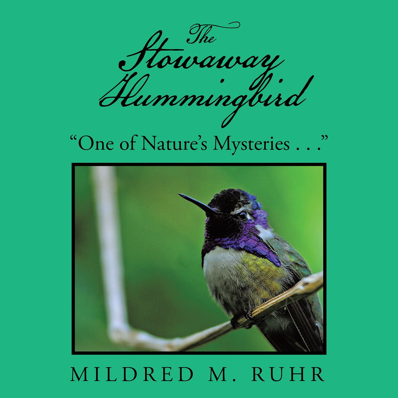 The Stowaway Hummingbird: "One of Nature's Mysteries . . ."