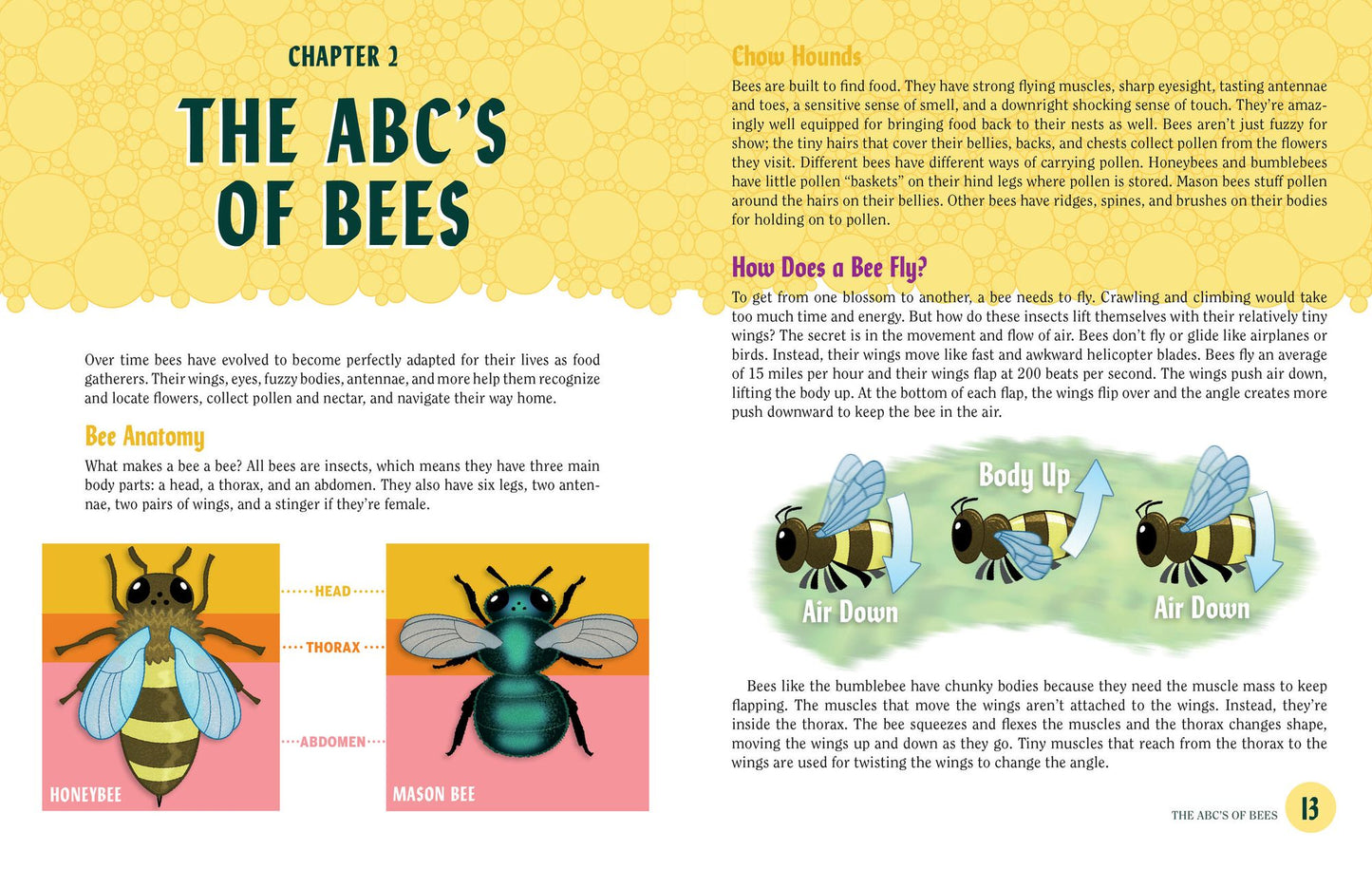 Turn This Book Into a Beehive!: And 19 Other Experiments and Activities That Explore the Amazing World of Bees