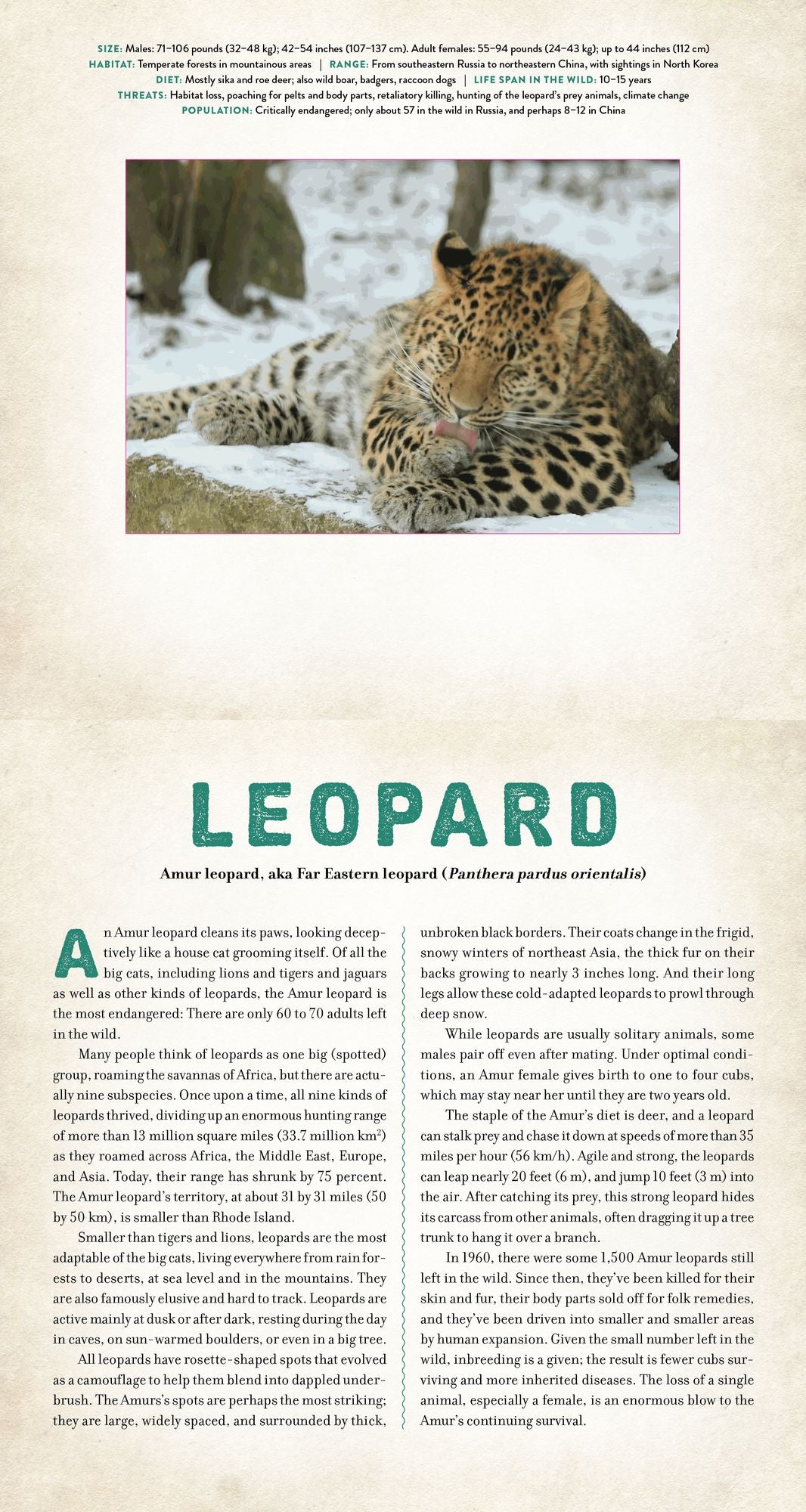 Wild: Endangered Animals in Living Motion