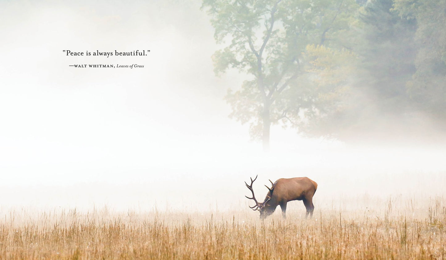 An Invitation to Dream: A Bedtime Companion to Fill Your Sleep with Wonder