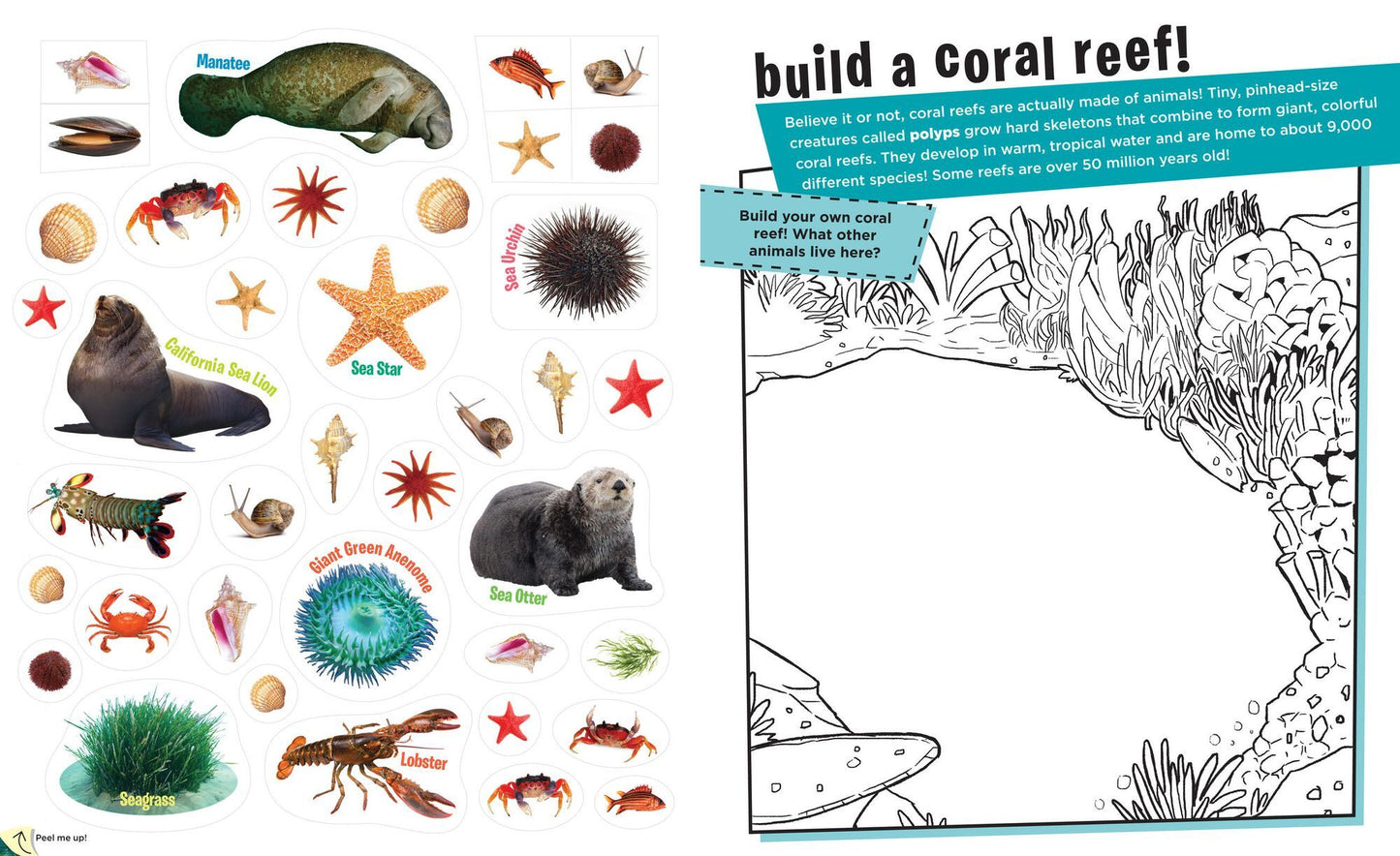 Peel + Discover: Oceans