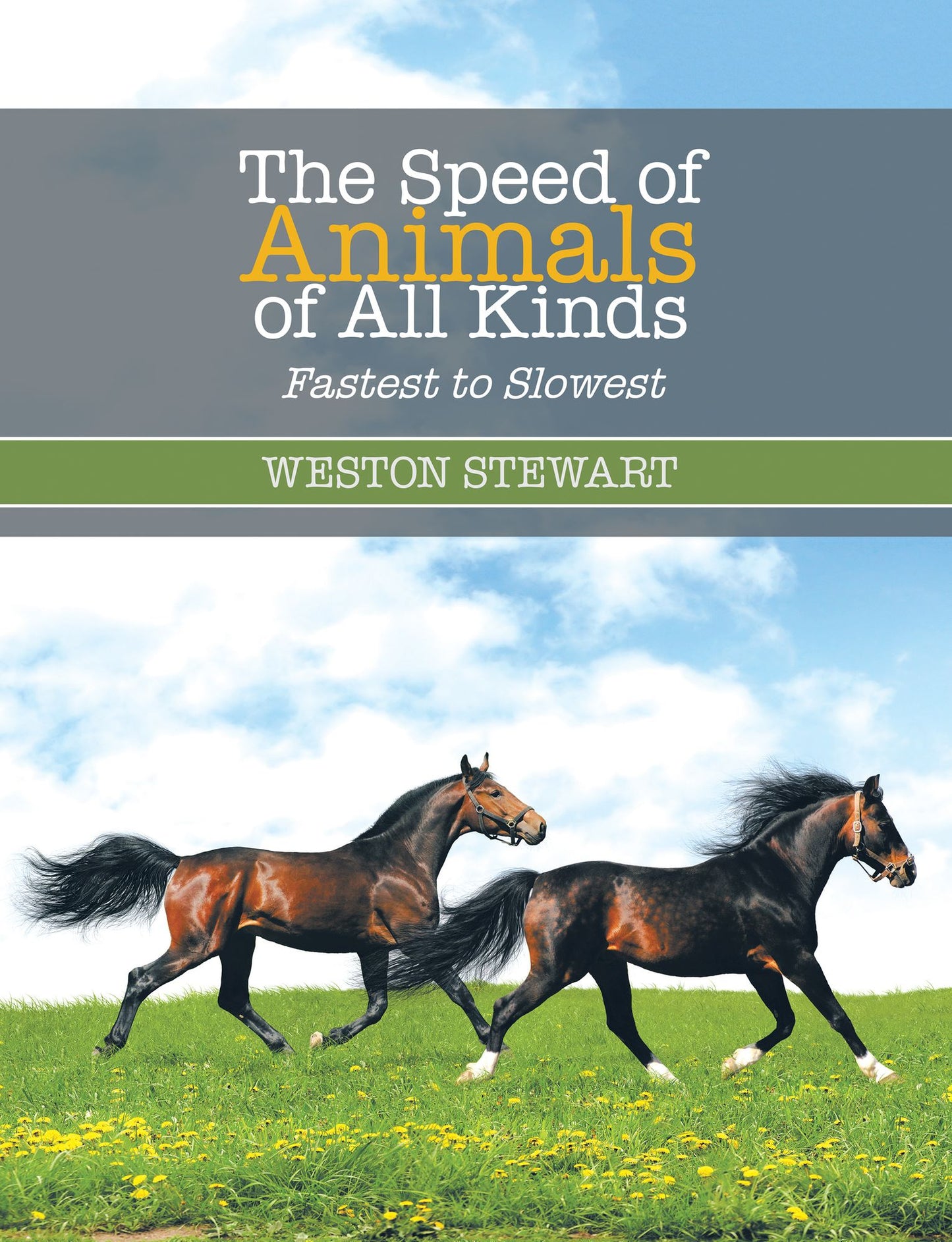 The Speed of Animals of All Kinds: Fastest to Slowest